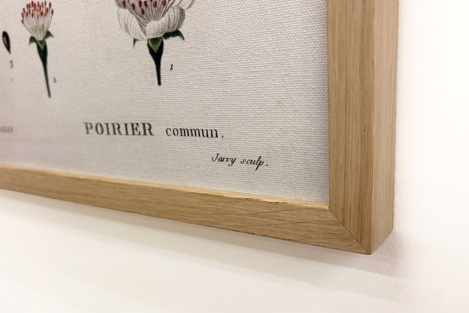 Poirier - w „”New Duhamel du Monceau czyli traktacie o drzewach i krzewach uprawianych we Francji””, figury według rysunków P.J. Redoute i P. Bessa, Paryż - Pierre Joseph (after) Redoute
