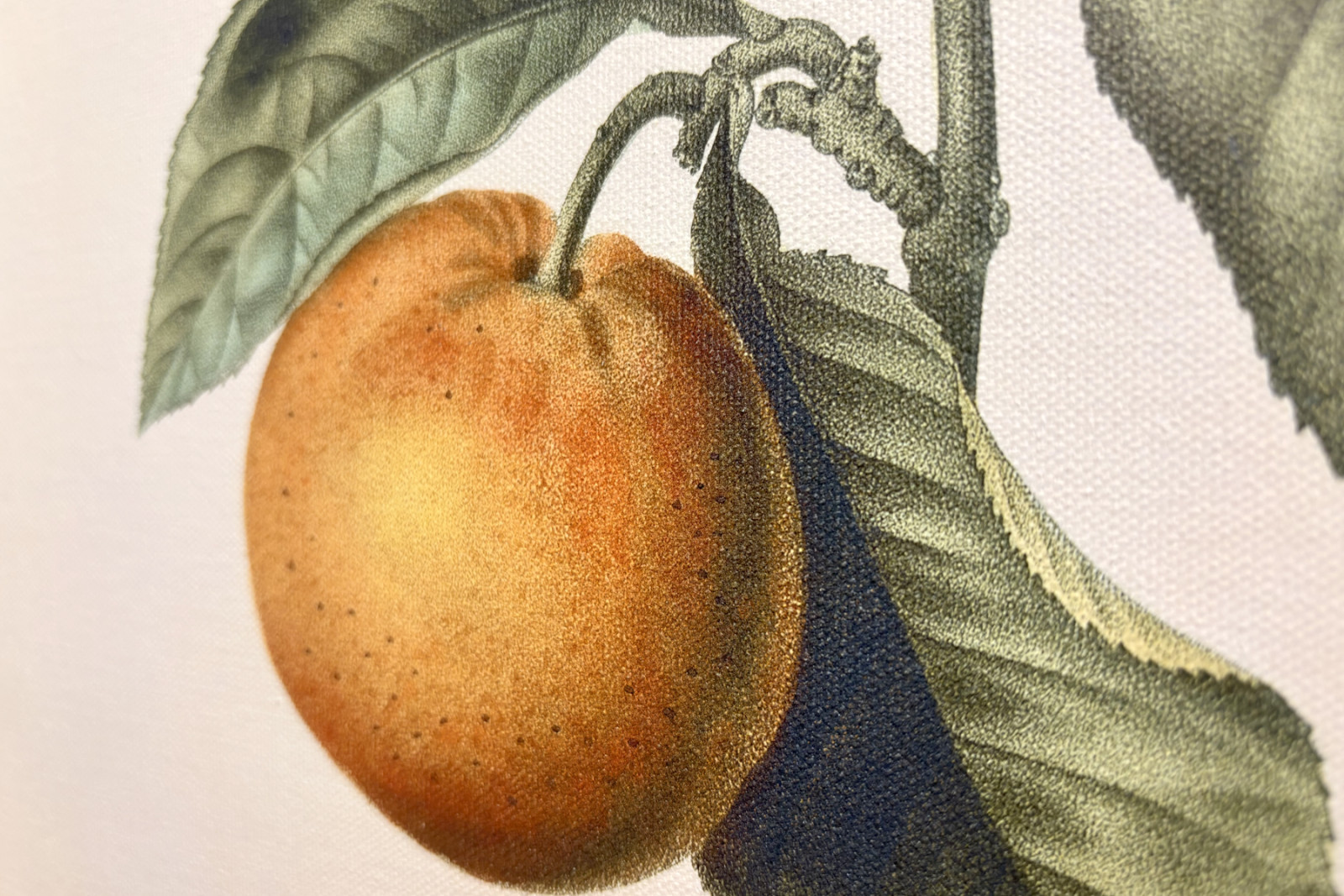 Gorzka pomarańcza (Citrus aurantium) z owocami fiołka - Pierre Joseph Redoute (1759-1840) - Pierre-Joseph Redouté