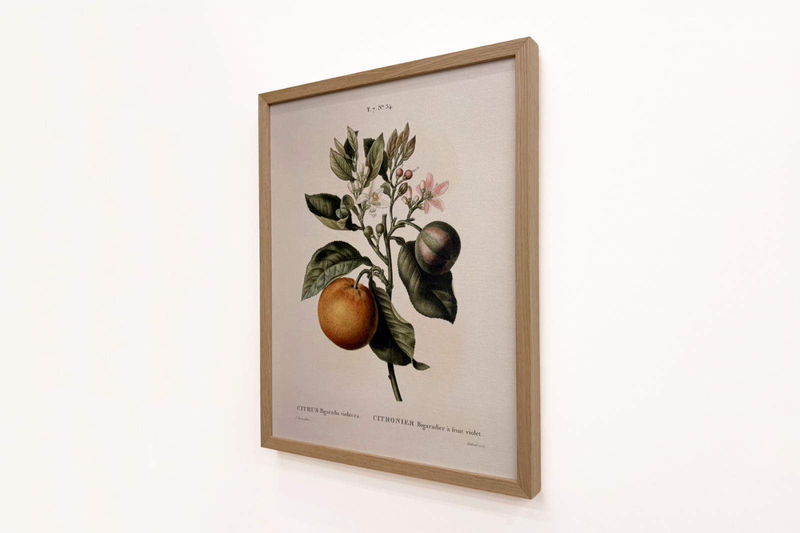 Gorzka pomarańcza (Citrus aurantium) z owocami fiołka - Pierre Joseph Redoute (1759-1840) - Pierre-Joseph Redouté