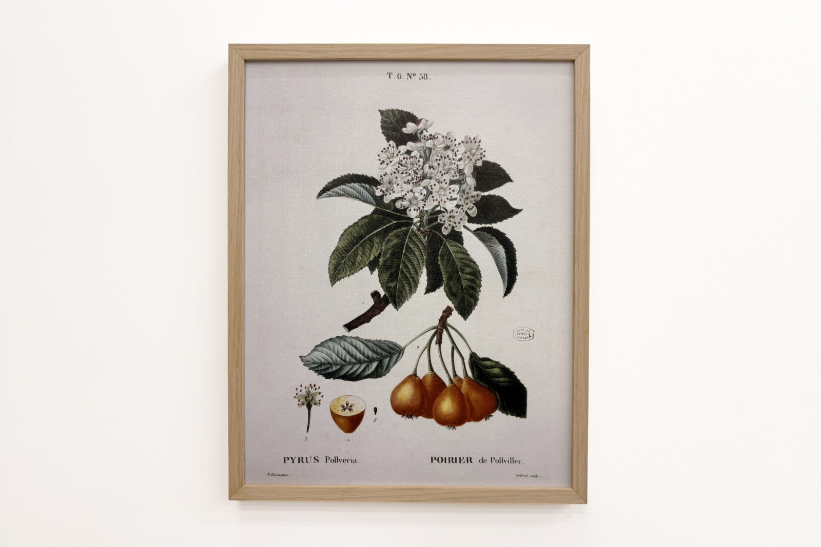 Poirier de Pollviller - w „”New Duhamel du Monceau lub traktacie o drzewach i krzewach uprawianych we Francji””, figury według rysunków P.J. Redoute i P. Bessa, Paryż - Pierre Joseph (after) Redoute