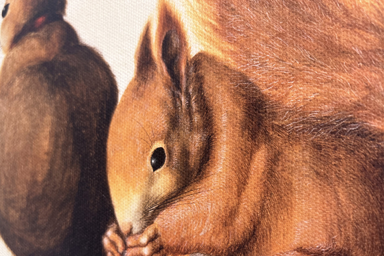 Wiewiórki, 1512 (tempera na pergaminie) - Albrecht Dürer