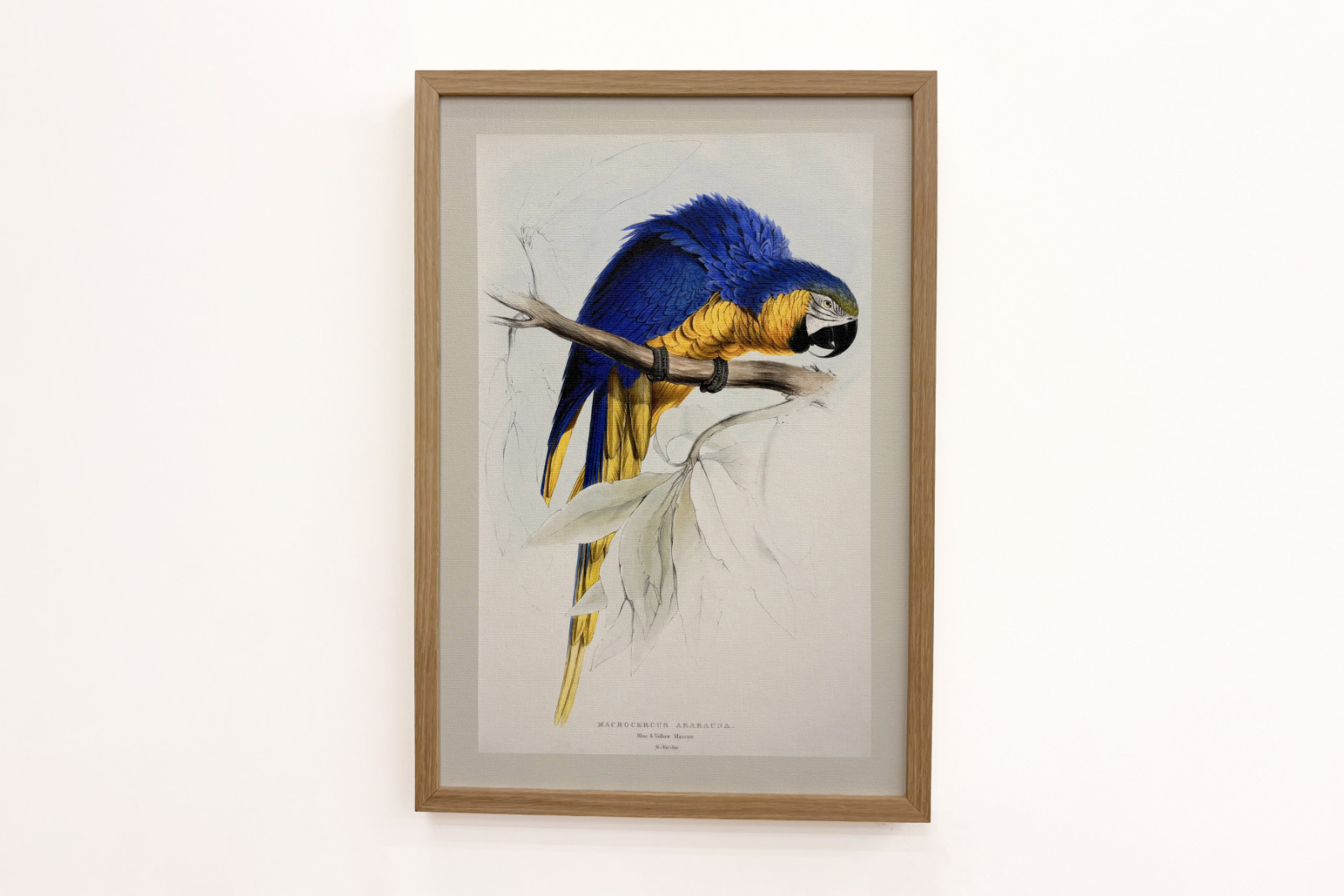 Trasa Ararauny - Edward Lear