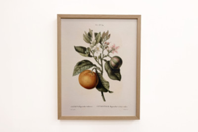 Gorzka pomarańcza (Citrus aurantium) z owocami fiołka - Pierre Joseph Redoute (1759-1840)