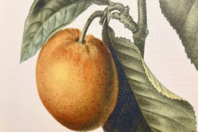 Gorzka pomarańcza (Citrus aurantium) z owocami fiołka - Pierre Joseph Redoute (1759-1840)