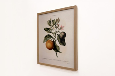 Gorzka pomarańcza (Citrus aurantium) z owocami fiołka - Pierre Joseph Redoute (1759-1840)