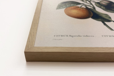 Gorzka pomarańcza (Citrus aurantium) z owocami fiołka - Pierre Joseph Redoute (1759-1840)