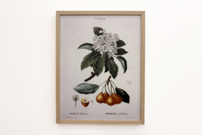 Poirier de Pollviller - w „”New Duhamel du Monceau lub traktacie o drzewach i krzewach uprawianych we Francji””, figury według rysunków P.J. Redoute i P. Bessa, Paryż