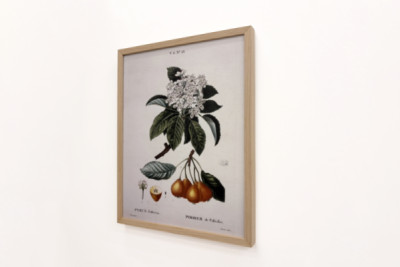 Poirier de Pollviller - w „”New Duhamel du Monceau lub traktacie o drzewach i krzewach uprawianych we Francji””, figury według rysunków P.J. Redoute i P. Bessa, Paryż