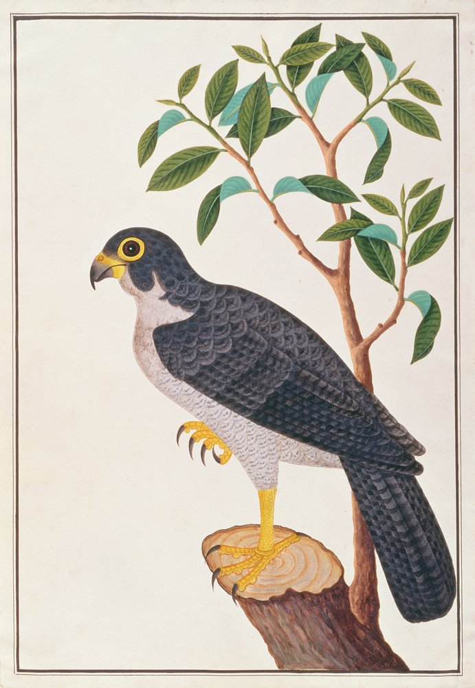 Sokół wędrowny, z Rysunków ptaków z Malakki, ok. 1805-18 (wc na papierze) autorstwa Chinese School