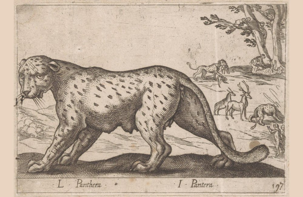 Pantera L Panthera/ I Panthera (tytuł na obiekcie) Dieren en fablewezens (tytuł serii) Nowa kolekcja najciekawszych zwierząt świata (tytuł serii) autorstwa Antonio Tempesta