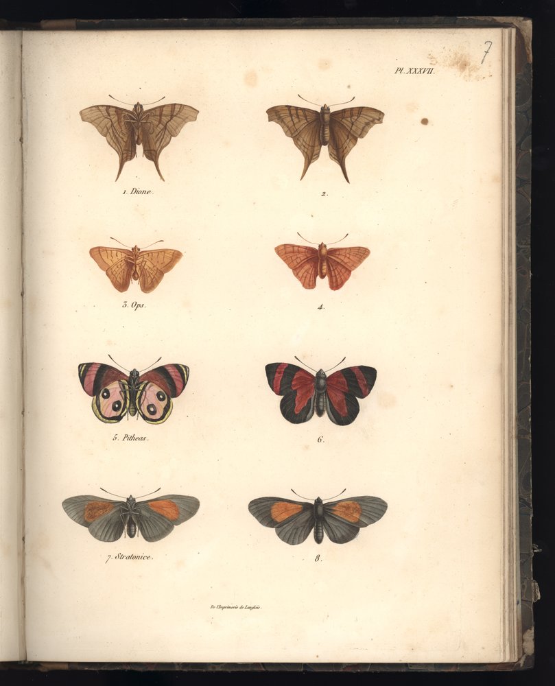 Lepidoptera, tablica XXXVII, ilustracja z «Recueil d