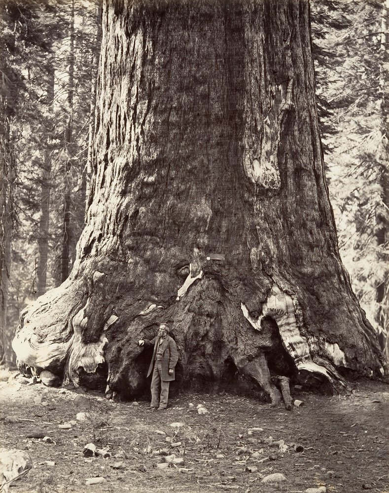 Sekcja Grizzly Giant, obwód 101 stóp, 1865-66, wydrukowany ca. 1876. autorstwa Carleton Emmons Watkins