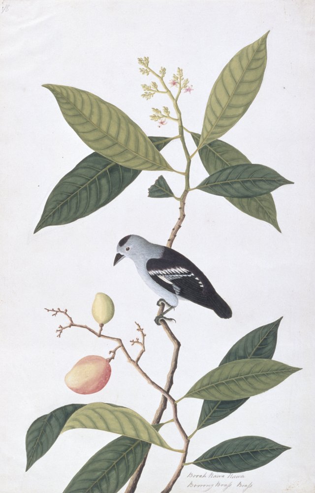Booah Nawa Hawa, z Rysunków ptaków z Malakki, ok. 1805-18 (wc na papierze) autorstwa Chinese School
