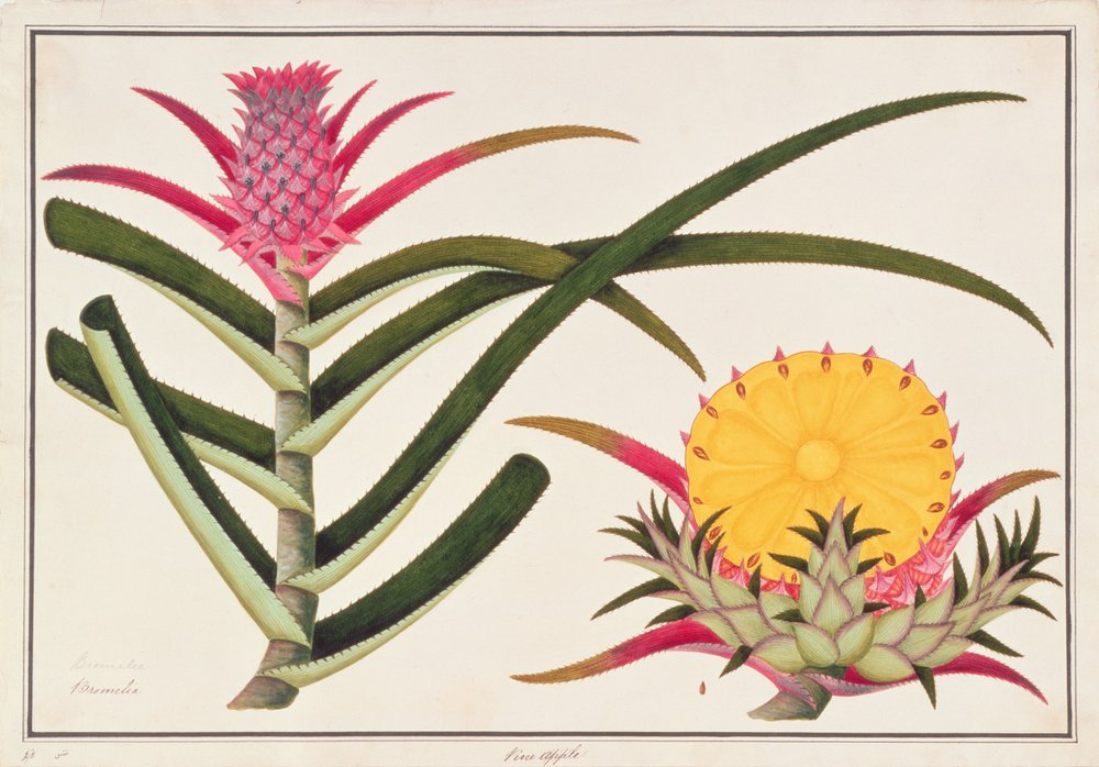 Ananas lub bromelia, z Rysunków roślin z Malakki, ok. 1805-18 autorstwa Chinese School
