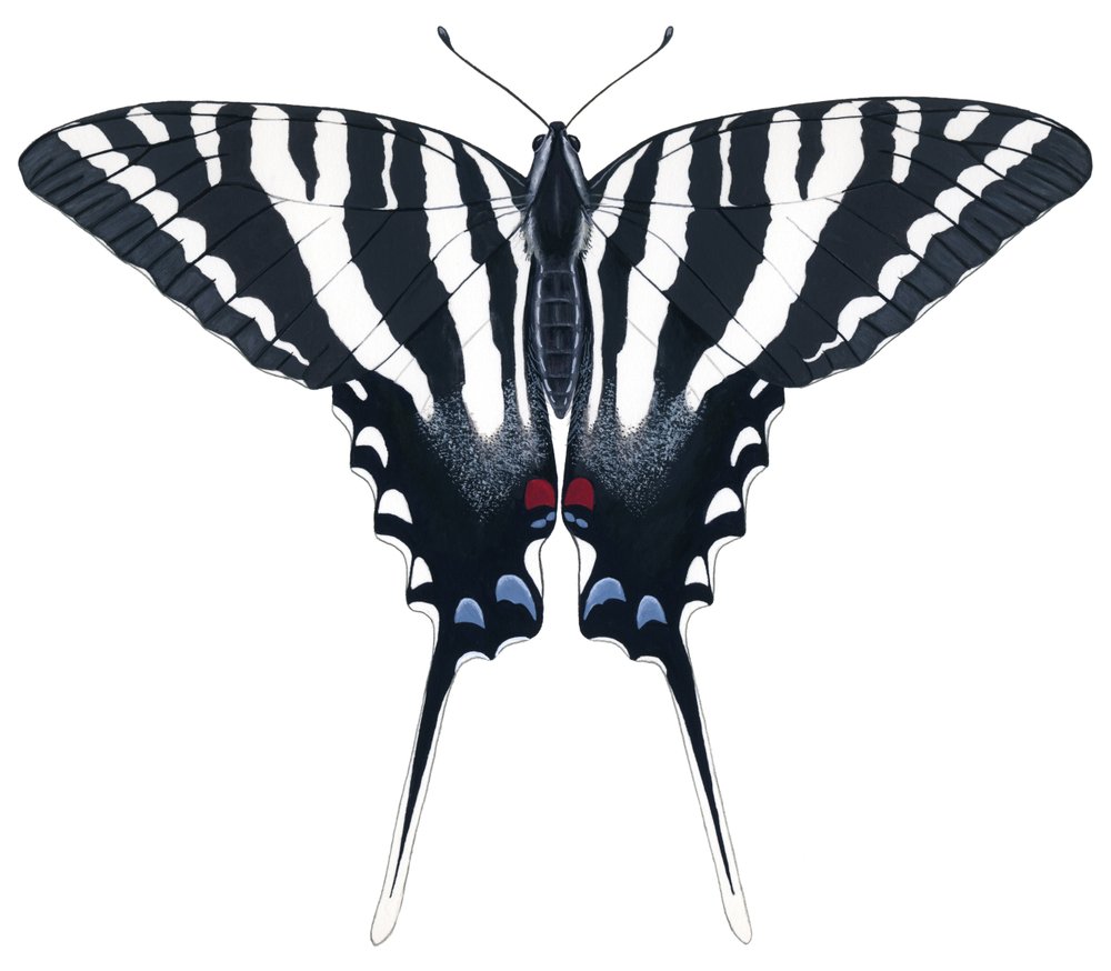 Motyl jaskółczy ogon (gwasz) autorstwa Damstra Emily