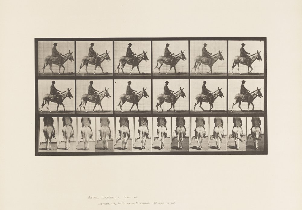 Tabliczka 667. Tyłek; Pieszy; Siodło; Chłopiec na koniu, Zoo autorstwa Eadweard Muybridge
