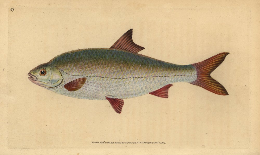 Płoć, Rutilus rutilus (Cyprinus ritulus). Ręcznie kolorowany miedzioryt narysowany i wygrawerowany przez Edwarda Donovana z jego Natural History of British Fishes, Donovan and F.C. and J. Rivington, Londyn. autorstwa Edward Donovan