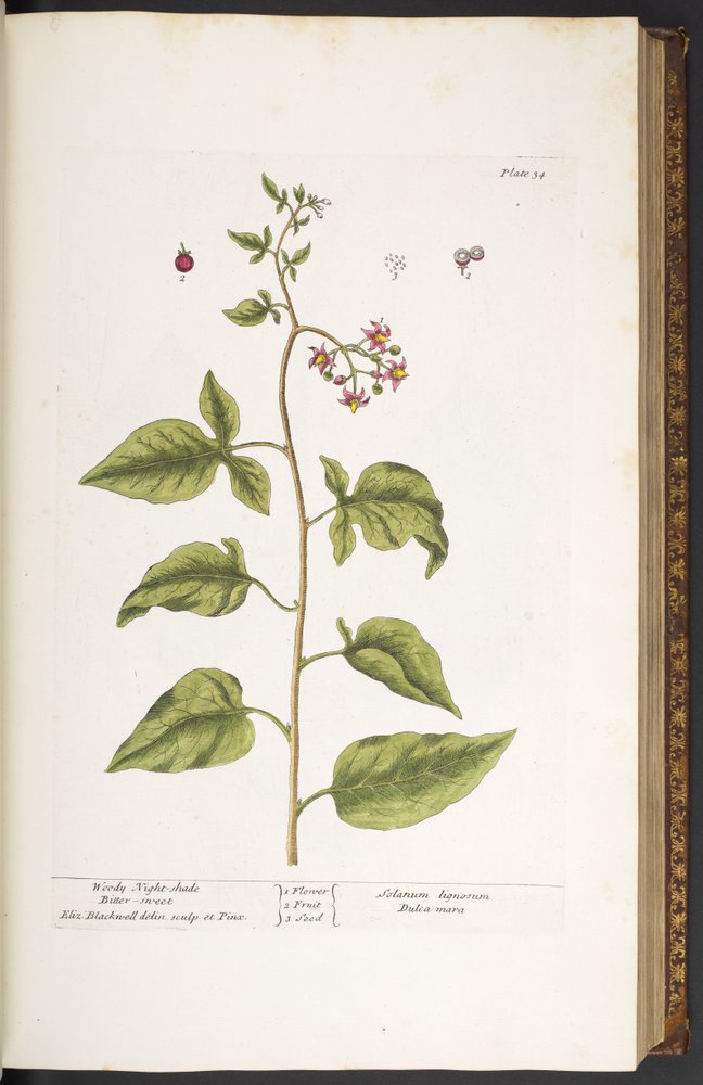 Tablica 34, psianka słodkogórz, słodko-gorzka, z "A Curious Herbal" autorstwa Elizabeth Blackwell