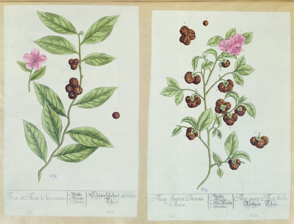 Herbata i chińska herbata, talerz z "Herbarium Blackwellianum" wydany w 1757 r. w Norymberdze (Niemcy) (kolor grawerowany) autorstwa Elizabeth Blackwell