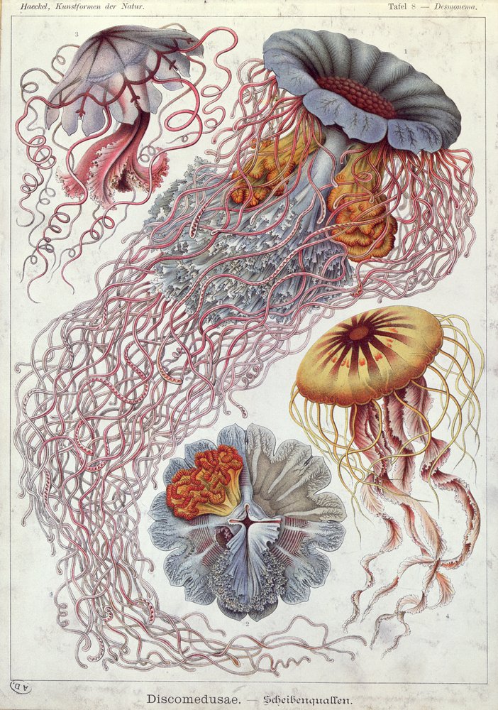 Meduzy, z „Kunstformen der Natur” autorstwa Ernst Haeckel