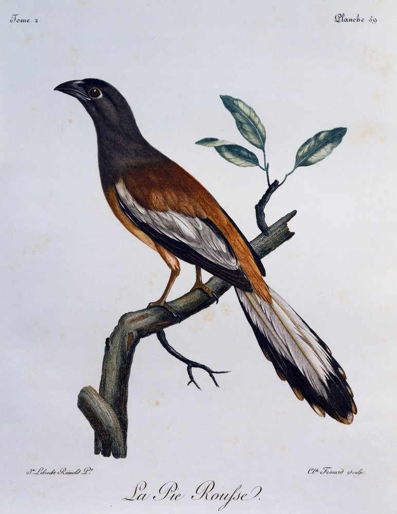 Rufous Treepie (Dendrocitta vagabunda), grawerowanie z historii naturalnej ptaków afrykańskich autorstwa Francois Le Vaillant