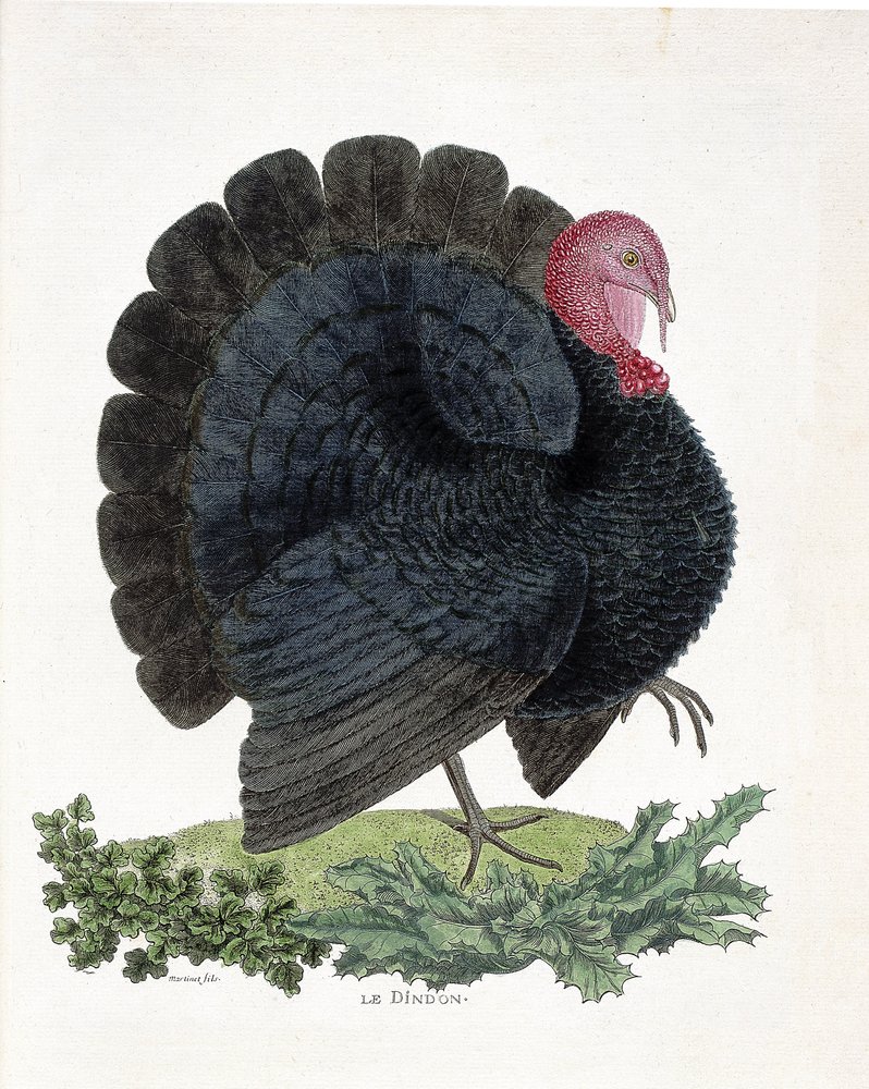 Wykres zoologiczny (ornitologia): Turcja (indyk domowy lub Melaeagris gallopavo). Ilustracja w „Historii ptaków malowanych w ich pozornych i wrażliwych aspektach” Francois Nicolas Martinet (1731-1800) (rycina) autorstwa Francois Nicolas Martinet