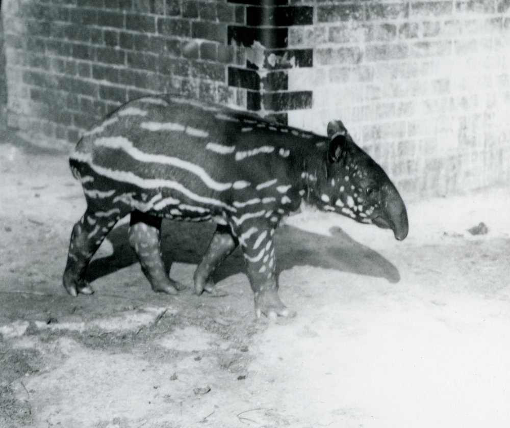 Młody tapir malajski w londyńskim zoo, 5 października 1921 (m.in. zdjęcie) autorstwa Frederick William Bond