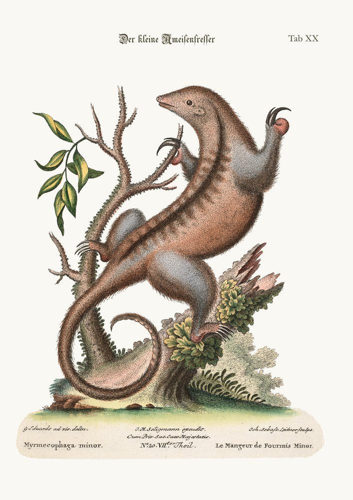 Mały mrówkojad, 1749-73 autorstwa George Edwards