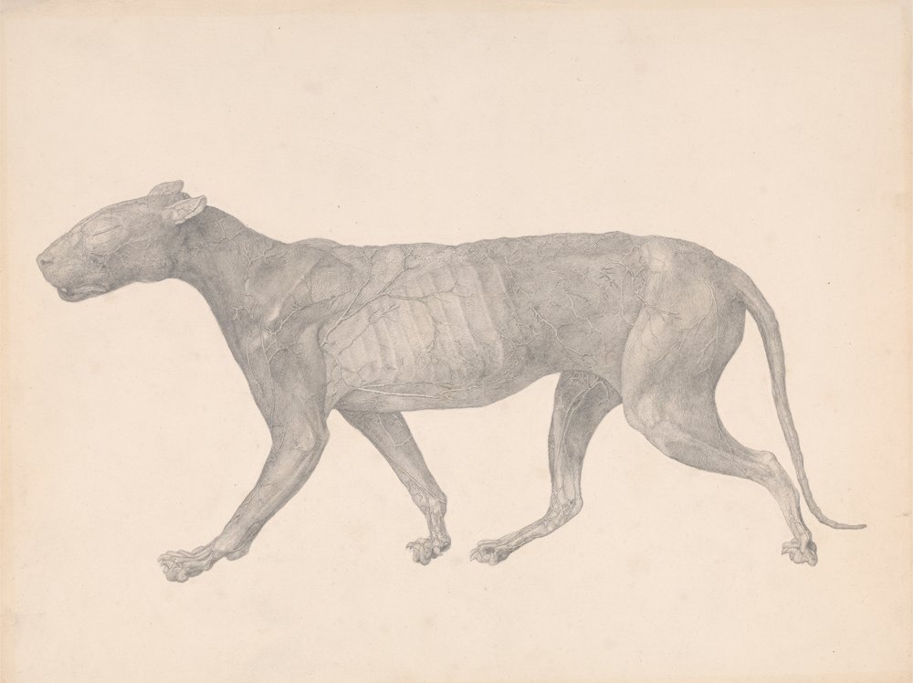 Tygrys, widok z boku, z usuniętą skórą i tkanką (badanie zakończone dla tabeli IX) autorstwa George Stubbs