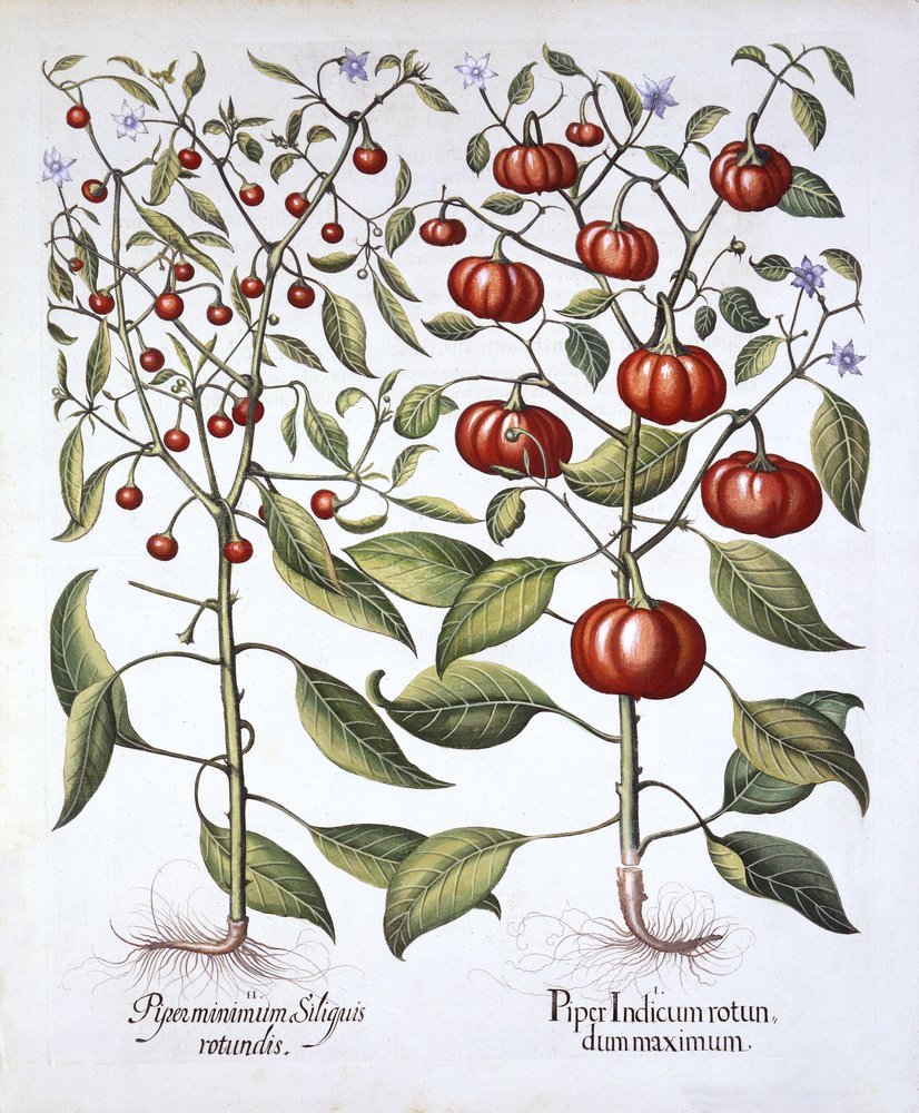Papryczka chili [psiankowate], z Hortus Eystettensis, autorstwa Basila Beslera (1561-1629), wydano w 1613 autorstwa German School