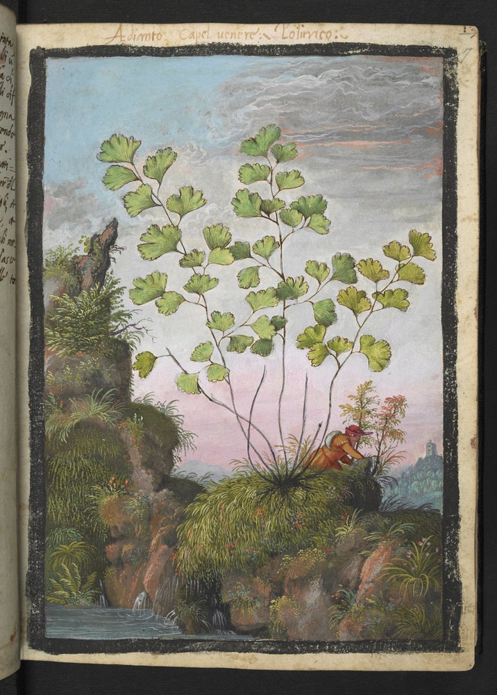 Adiantum capillus-veneris, z "Obrazów Flory Państw Rzymskich" Gherardo Cibo, Add MS 22333, f017r, c.1564-84 (akwarela i gwasz na papierze) autorstwa Gherardo Cibo