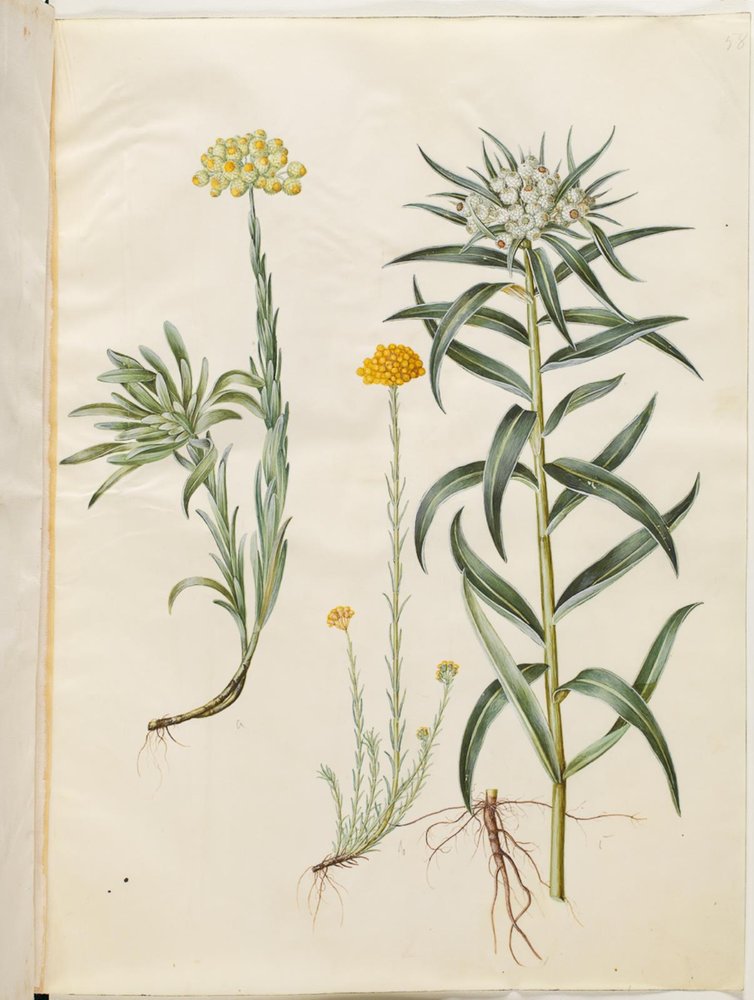 Helichrysum orientale (krzew wieczny); Helichrysum Stoechas (śmierdzący wieczny kwiat); Anaphalis margaritacea (wspólny kosz pereł) autorstwa Hans Simon Holtzbecker