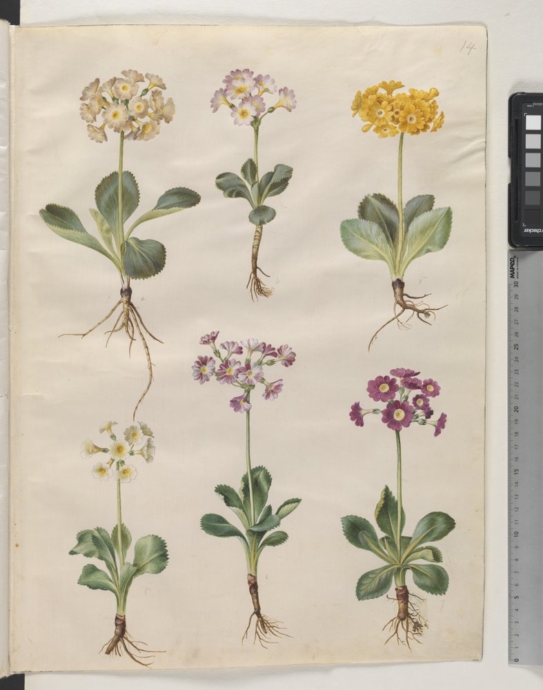 Pierwiosnek ×pubescens Wulfen (z uszami) autorstwa Hans Simon Holtzbecker