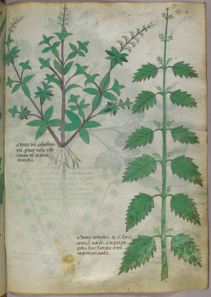 Ilustracja botaniczna, ok. 1440 r. (tusz i kolor na welinie) autorstwa Italian School