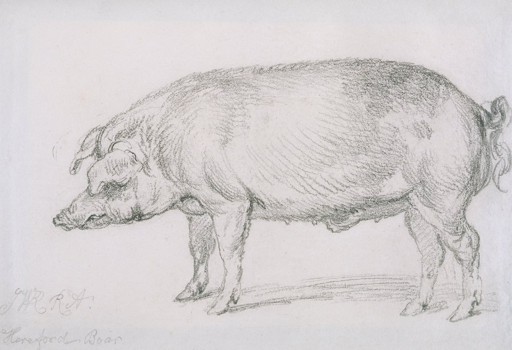 Dzik Hereford, c.1803-04 (ołówek na papierze) autorstwa James Ward