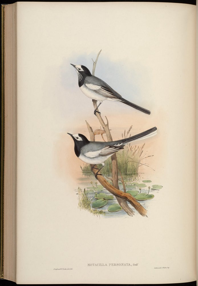Motacilla personata = Motacilla alba personata autorstwa John Gould