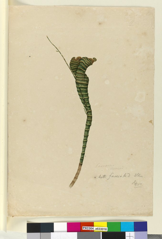 Strona 11. Casuarina, ok. 1803-06 (toaleta, długopis, atrament i ołówek) autorstwa John William Lewin