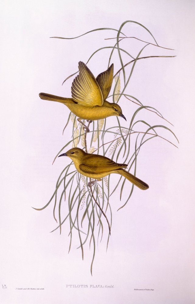 Żółty miodożer (Lichenostomus flavus), Grawerowanie Johna Gould autorstwa John Gould