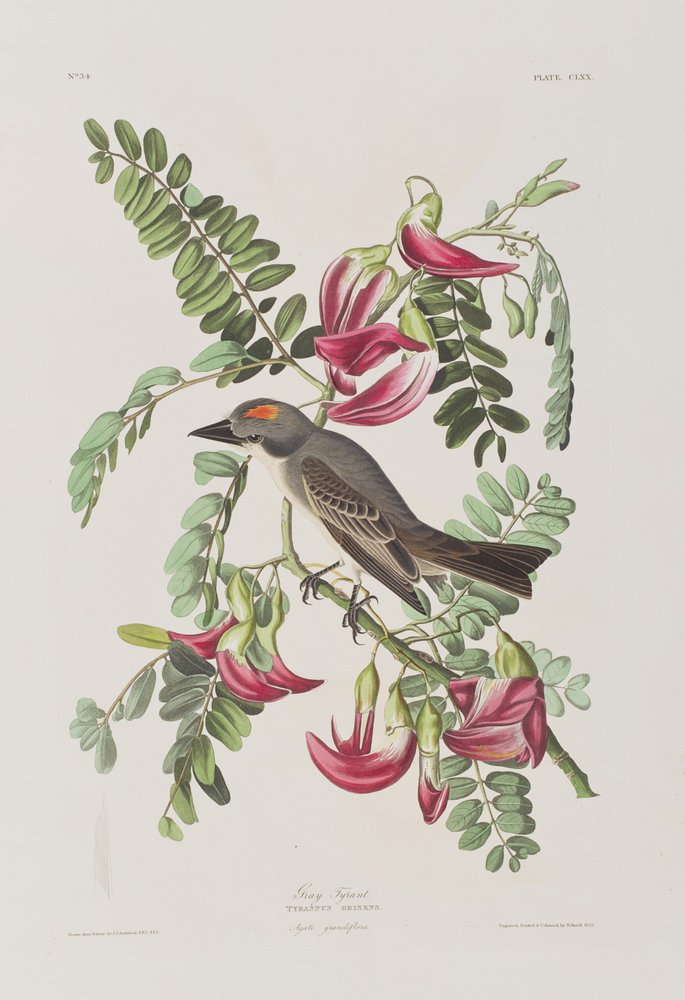 Ilustracja z „Birds of America” autorstwa John James Audubon