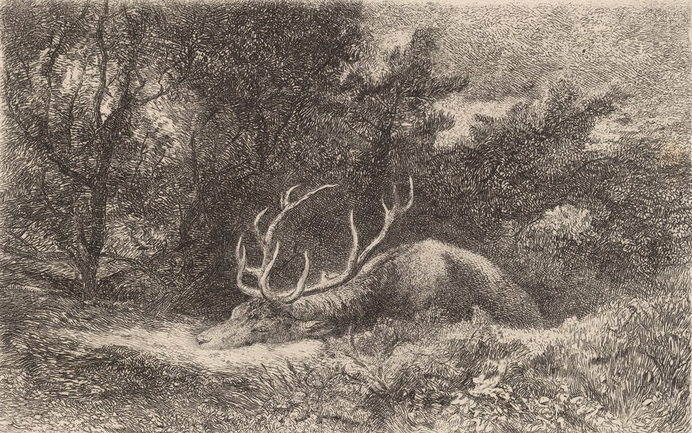 Jeleń a la Repose. autorstwa Karl Bodmer