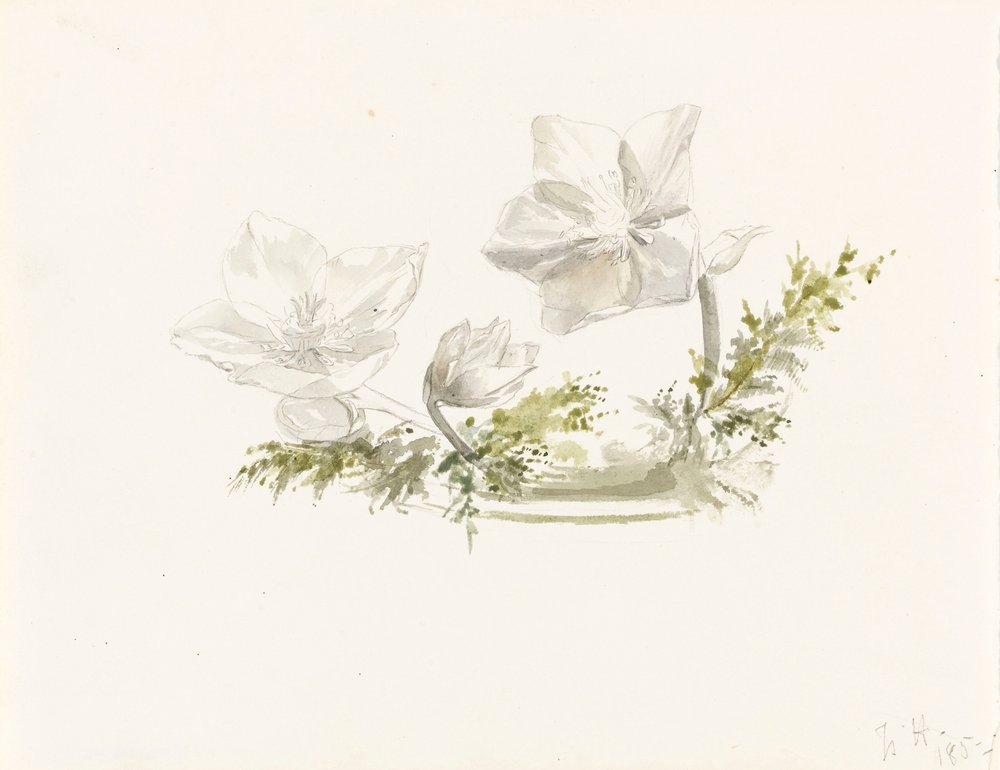 Studium kompozycji kwiatowej (grafit, akwarela) autorstwa Margaret Louisa Herschel