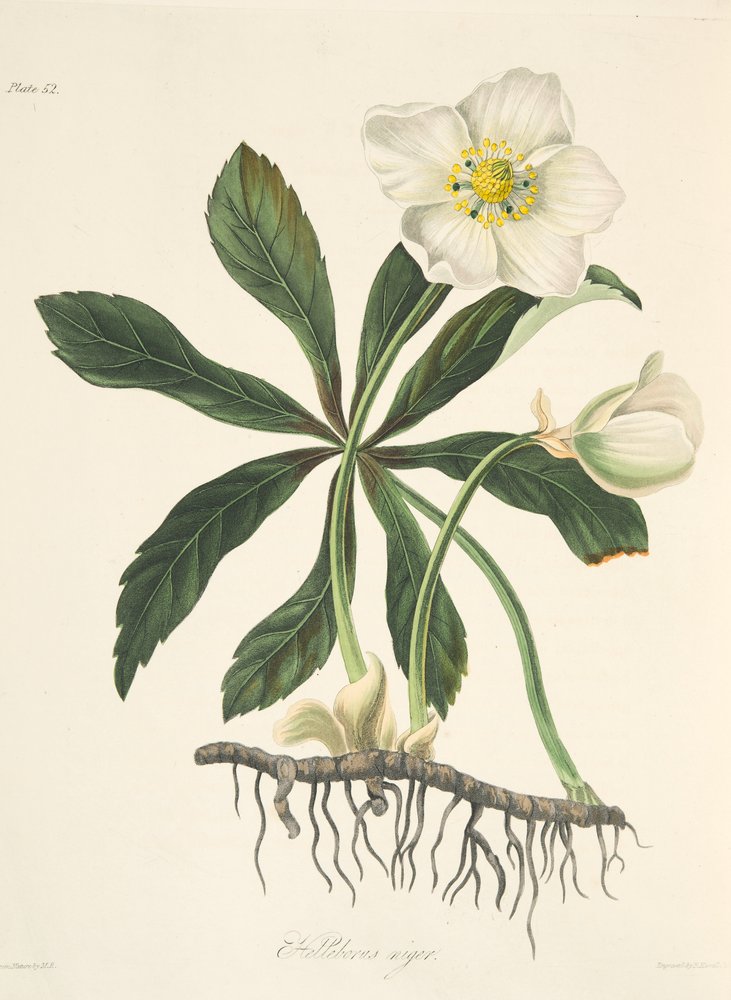Ciemiernik czarny, czyli róża Bożego Narodzenia, z dzieła Ilustracje kwiatowe pór roku, wydano 1829 autorstwa Margaret Roscoe
