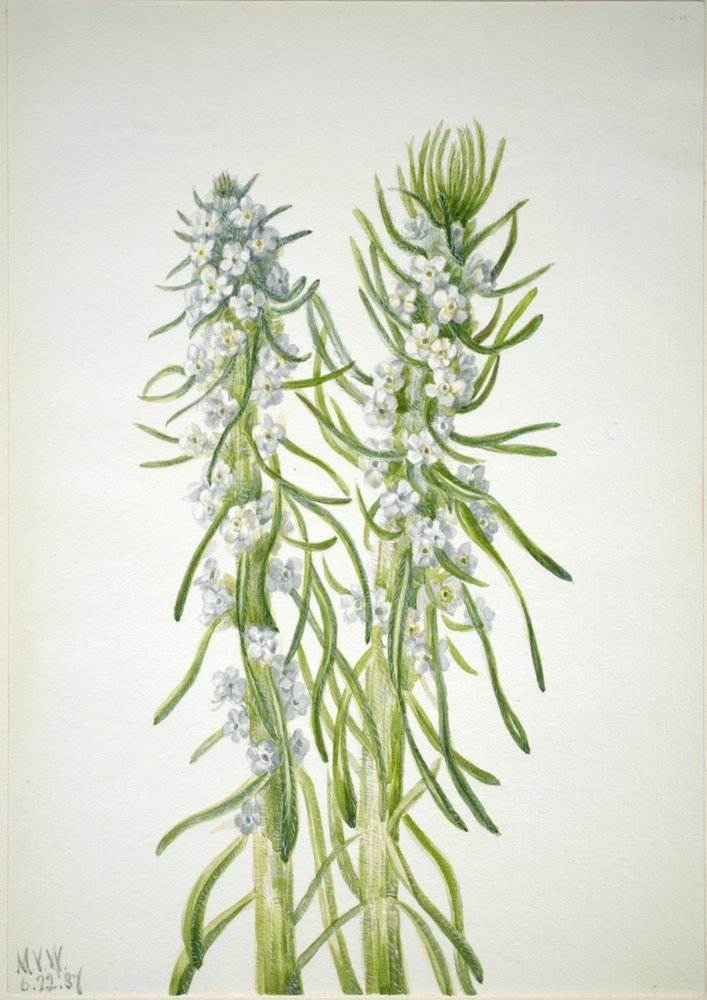 Świeca górnicza (Oreocarya virgata) autorstwa Mary Vaux Walcott