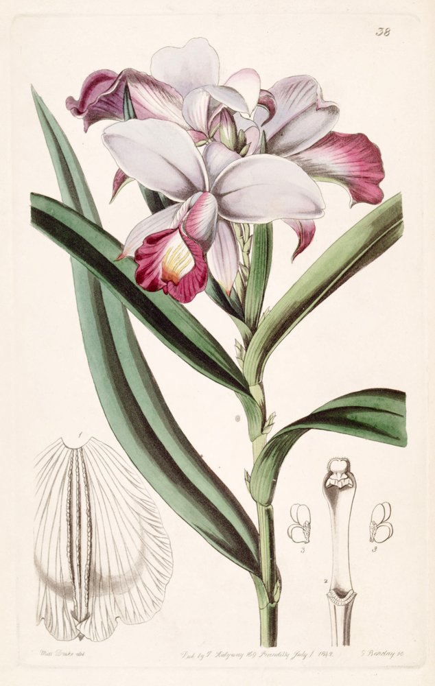 Arundina graminifolia (jako syn. Arundina gęsta) autorstwa Miss Drake