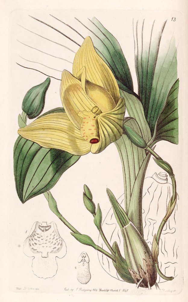 Lycaste cruenta (jako syn. Maxillaria cruenta) autorstwa Miss Drake