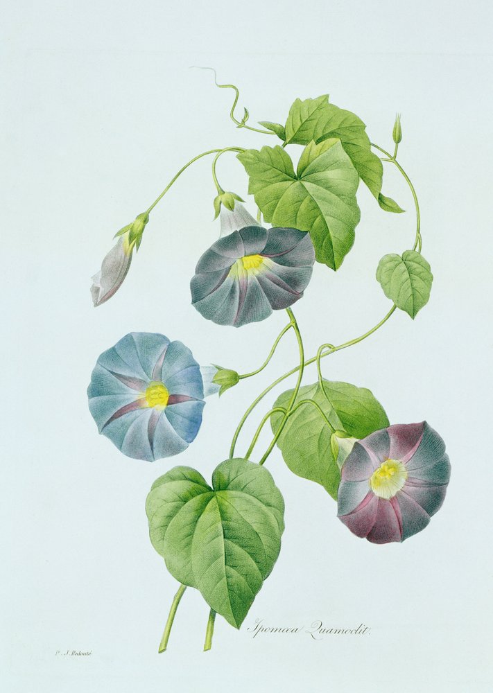 Morning Glory (kolorowe grawerowanie) autorstwa Pierre-Joseph Redouté
