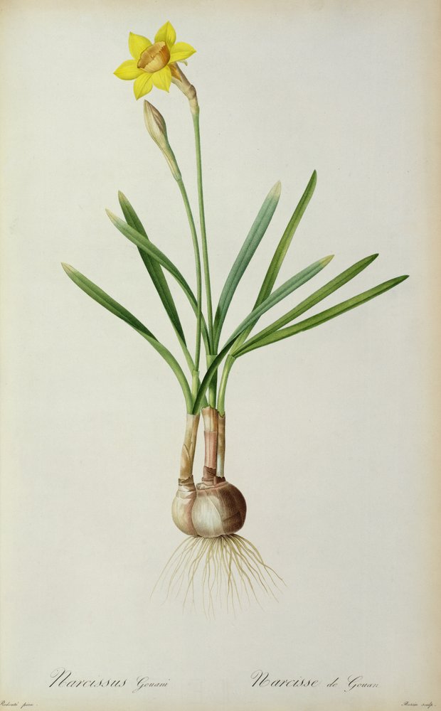 Narcyz Gouani, z „Les Liliacees”, 1805 autorstwa Pierre-Joseph Redouté