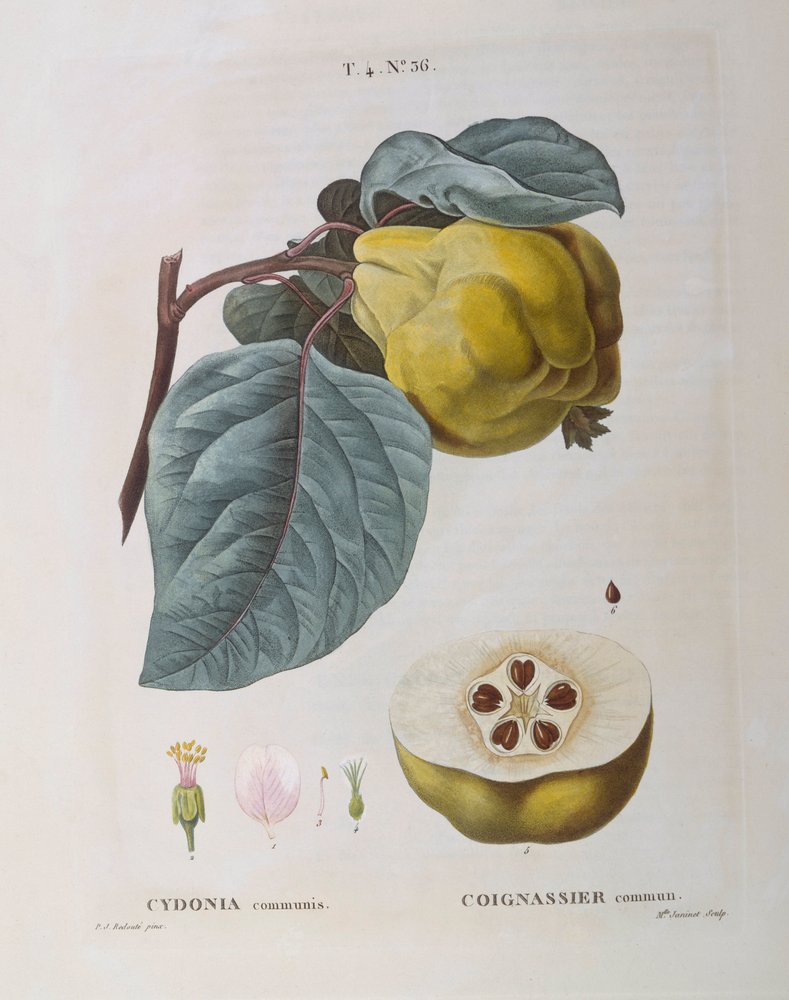 Pigwa (Cydonia communis), Henry Louis Duhamel du Monceau, płyta botaniczna Pierre Joseph Redouté autorstwa Pierre-Joseph Redouté