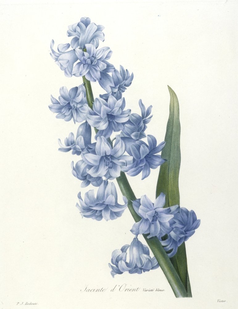 Hiacynt Orientalny, Odmiana Niebieska, z Wybór Najpiękniejszych Kwiatów i Najpiękniejszych Owoców, 1827 (ręcznie barwiony grawerunek kropkowany) autorstwa Pierre-Joseph Redouté