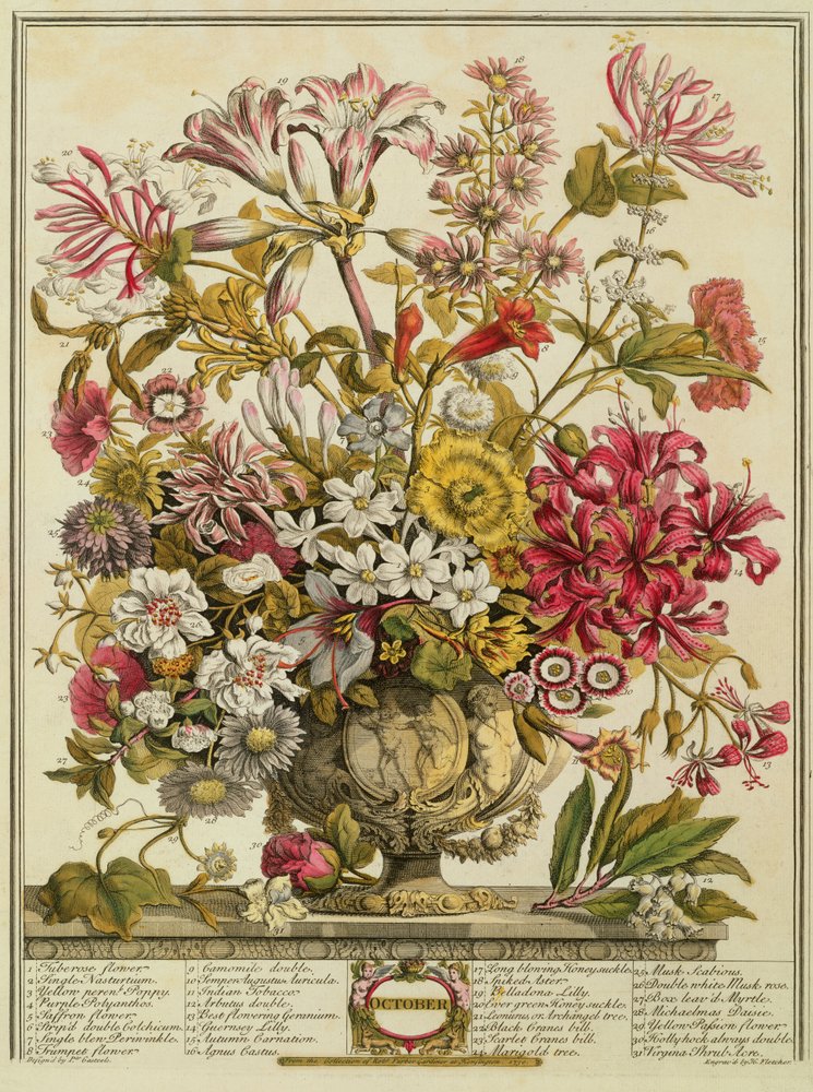 Październik, z "Dwunastu miesięcy kwiatów" Roberta Furbera (ok. 1674-1756) rytowany przez Henry